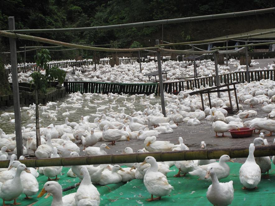 广西融安农民黄昌学夫妇办种鸭场圆致富梦
