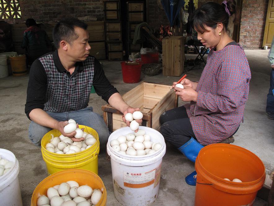 图二为黄昌学、何春夫妇整理种蛋,准备外运。
