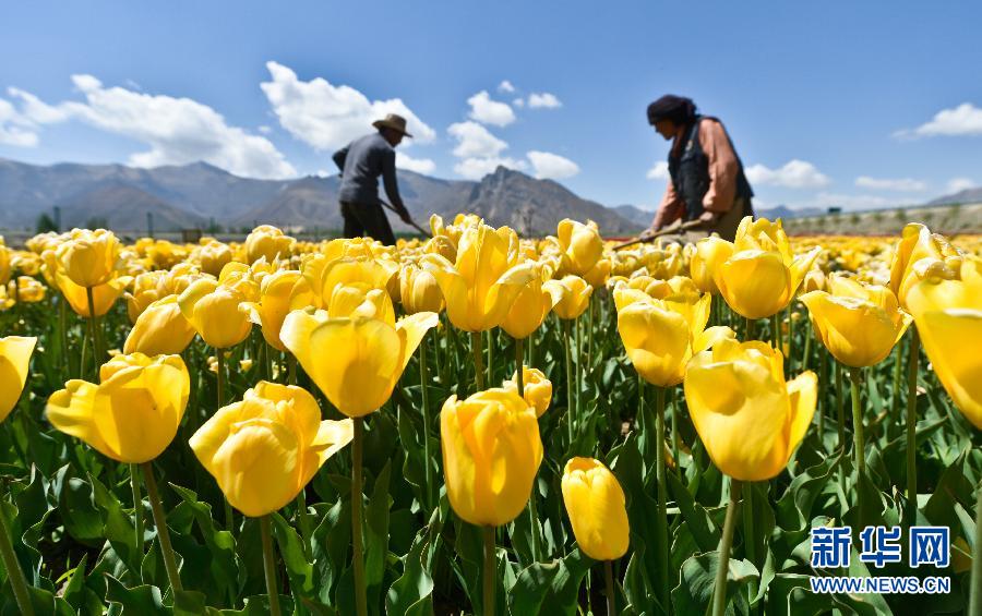 5月9日,拉萨市曲水县才纳乡村民精心呵护郁金香。