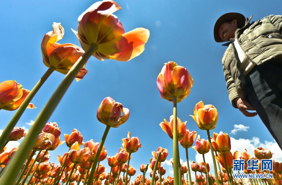 拉萨市曲水县才纳乡有机作物种植实验基地内盛开的郁金香(5月9日摄)。