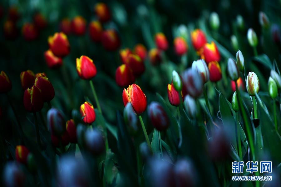 5月9日,一朵朵待放的郁金香在风中摇曳。