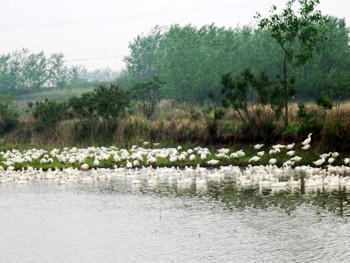 禽流感来怎么办?大户赶鹅去“讨饭”