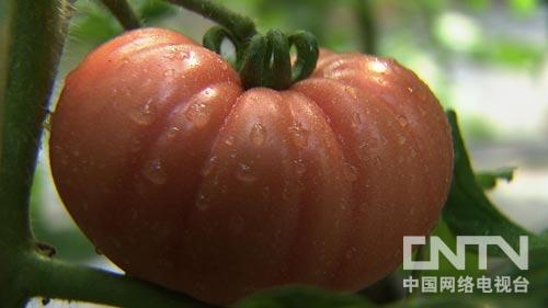 致富经:夫妻搭档做代言 黄瓜叔和西红柿婶(图:2)