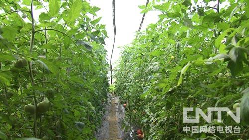 致富经:夫妻搭档做代言 黄瓜叔和西红柿婶(图:4)