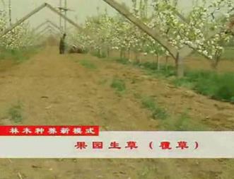 江苏阳山:桃农“偷懒”园生草 少结果子利增高