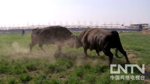 �¸�������һ�ٷ��з��־޴��̻���ͼ��1��