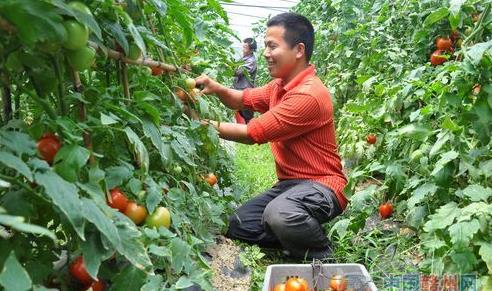 江西天花村:一个农民的果蔬致富经(图:2)