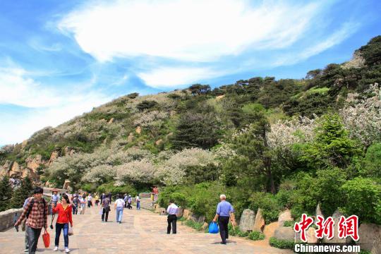 泰山南天门海棠花开醉游人(组图)