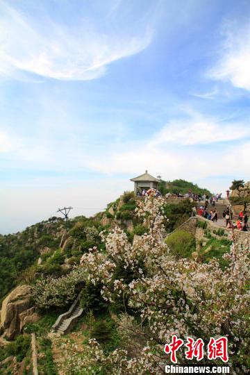 泰山南天门海棠花开醉游人(组图)