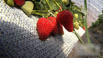 ¸ֲݮ 400Ԫһﲻ⣨ͼ1