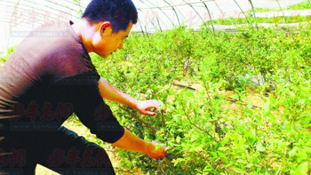 蓝莓五年才回本 果农改种心不稳