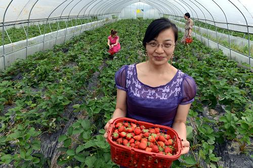 来自湖南浏阳的潘月清(前)等游客在万载县三兴镇闹坪有机农业示范园采摘草莓