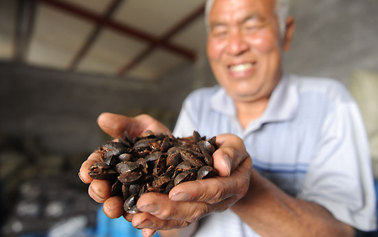 5月19日,在河北省故城县坊庄乡吴梧茂土元养殖基地,工人正在展示一捧土元。