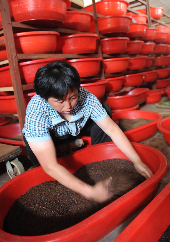 5月19日,在河北省故城县坊庄乡吴梧茂土元养殖基地,工人正在孵化室筛选土元幼虫。