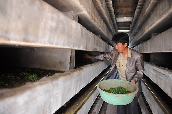 5月19日,在河北省故城县坊庄乡吴梧茂土元养殖基地,工人正在给土元喂菜叶。