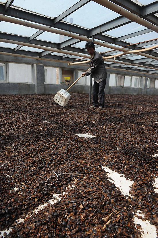 5月19日,在河北省故城县坊庄乡吴梧茂土元养殖基地,工人正在烘干房里晾晒土元。