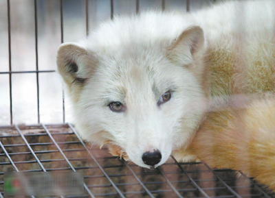 河南偃师市官庄村:替狐狸人工授精 程三根致富新经(图:1)