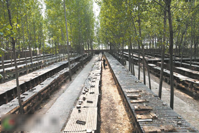 河南偃师市官庄村:替狐狸人工授精 程三根致富新经(图:3)