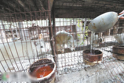 河南偃师市官庄村:替狐狸人工授精 程三根致富新经(图:4)