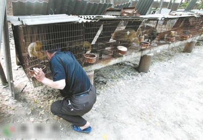 河南偃师市官庄村:替狐狸人工授精 程三根致富新经(图:5)