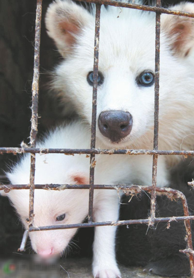 河南偃师市官庄村:替狐狸人工授精 程三根致富新经(图:6)