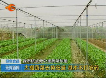 广东东莞市:自动喷淋种蔬菜 东莞试点无公害