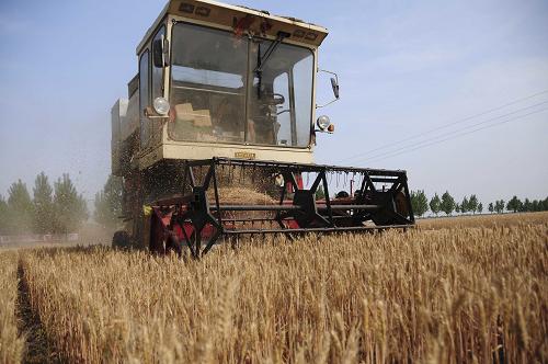5月22日,在河南省南阳市社旗县下洼镇邱庄村,大型收割机在田间收割小麦。