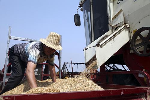 5月22日,河南省社旗县下洼镇余庄村村民在收获小麦。