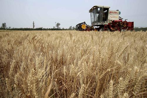 5月22日,一台收割机在山西运城盐湖区西姚村收割小麦。