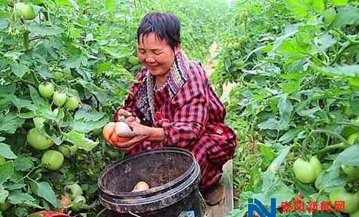 河南安阳市汤阴县:蔬菜大棚成农民致富法宝