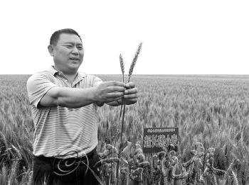 陈义华展示的超长穗小麦比普通小麦麦穗要长出一半(图)