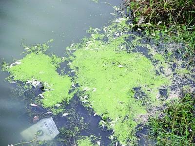南京秦淮河漂浮大量死鱼 疑因气温变化所致
