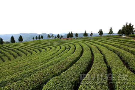 СС²èÒ¶ÖúÔ²Ö¸»ÃΣº²èÔ°¡£