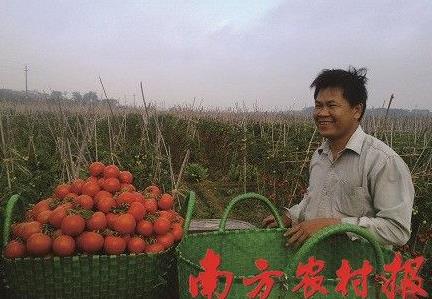 广西武鸣:秋冬种蔬菜效益良好发展迅猛