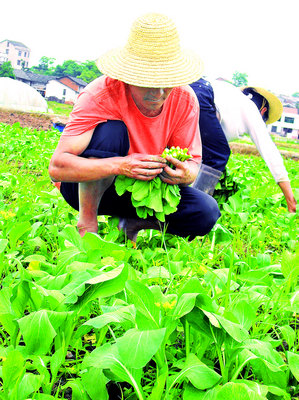 农民种“良心菜”不用化肥农药 6元一斤无人买