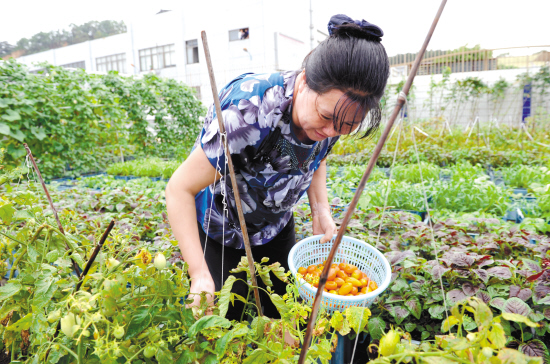 用箱子种菜,厂区内开出“城市农场”