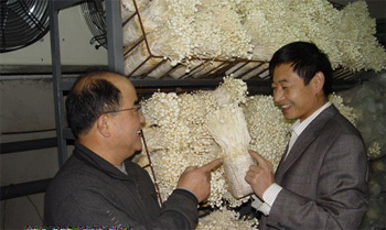 痴迷蘑菇20年 “液体菌种”很来钱