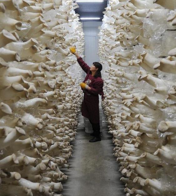 河北平泉:小蘑菇闯出大市场