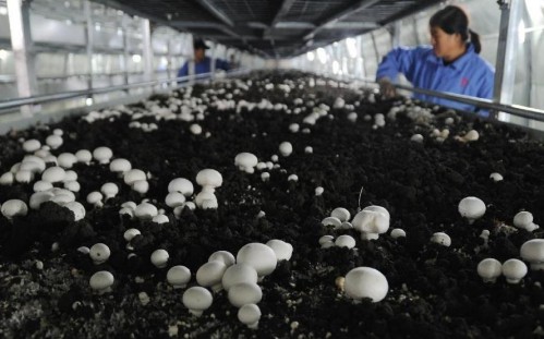 6月15日,在平泉县一家食用菌生产加工企业,工作人员在采摘双孢菇。