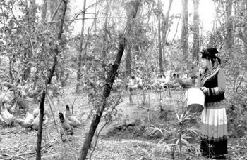 彝族巧妇养土鸡 林下经济现生机