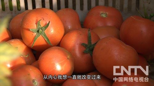 致富经:文科状元回乡种菜隐瞒的真相(图:4)