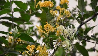 一亩罗村金银花 上万纯利手里捉