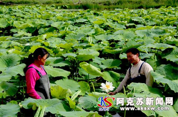 新疆温宿:鱼塘种荷花巧致富