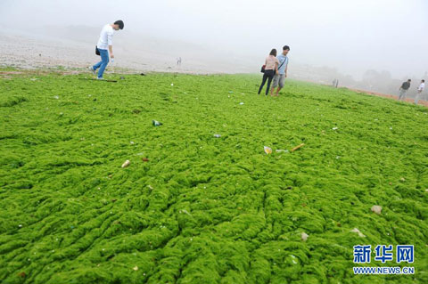 浓雾笼罩青岛沿海 浒苔泛滥海洋变“草原”