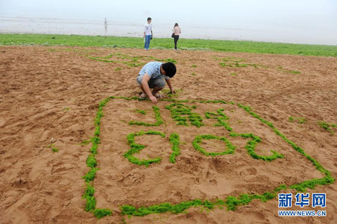 浓雾笼罩青岛沿海 浒苔泛滥海洋变“草原”