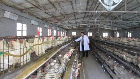 情系养鸡业 甘当领路人