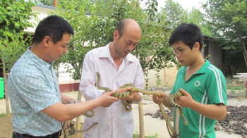 大王蛇北方养殖 无毒化靠喂熟食