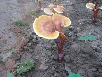 大棚里的灵芝(图)