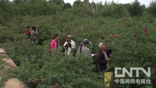 致富经:受到一个启发 玫瑰财富每年翻一番(图:9)