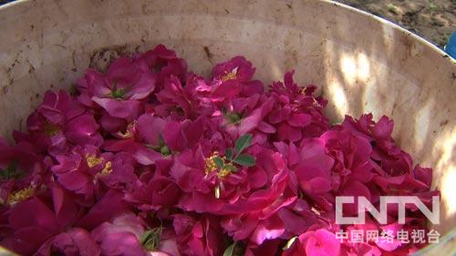 致富经:受到一个启发 玫瑰财富每年翻一番(图:2)